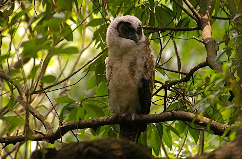 Young Brown Wood Owl roosts in the foliage by Mike Kilburn