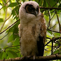 Brown Wood Owl