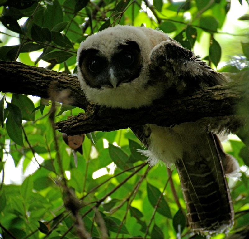 Young Brown Wood Owl hunched over a branch looking at us by Mike Kilburn