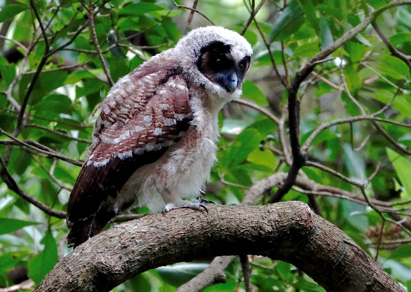 Profile view of a young Brown Wood Owl by Mike Kilburn