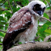 Brown Wood Owl