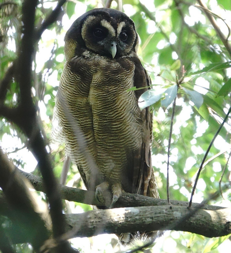 Brown Wood Owl at roost in foliage by Mike Kilburn