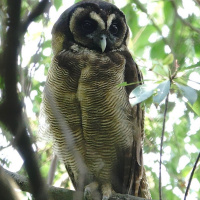 Brown Wood Owl