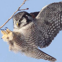 Northern Hawk Owl