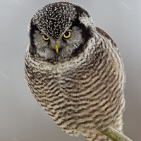 Northern Hawk Owl