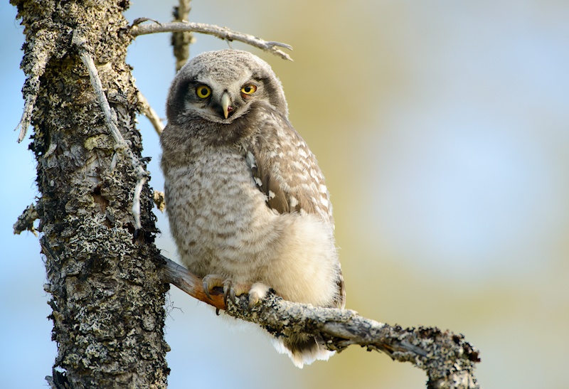 Fledgling Northern Hawk Owl perched on a small branch by Julius Kramer