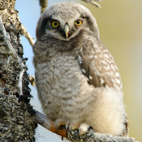 Northern Hawk Owl