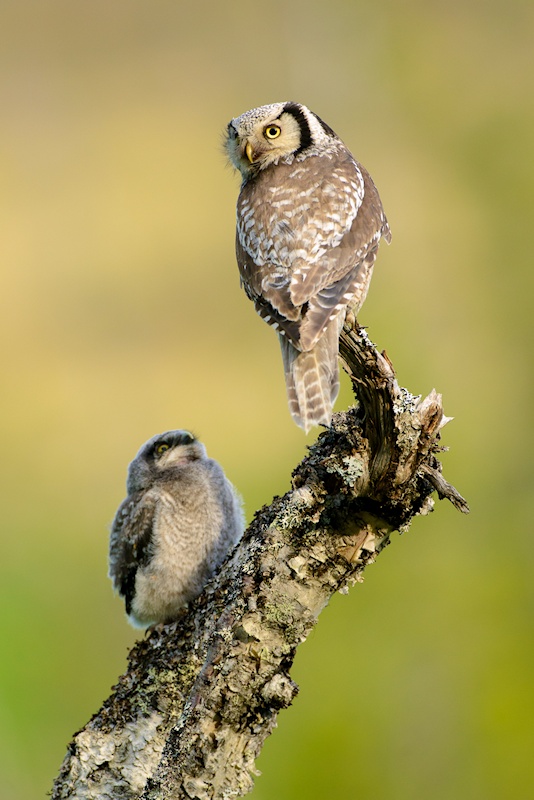 Young Northern Hawk Owl looking up at an adult on a higher branch by Julius Kramer