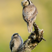 Northern Hawk Owl