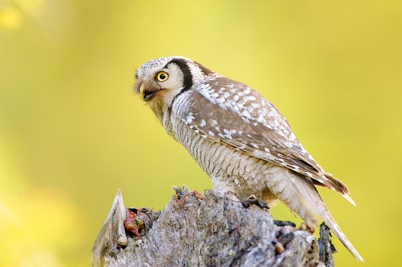 Side view of a Northern Hawk Owl on a tree stump by Julius Kramer