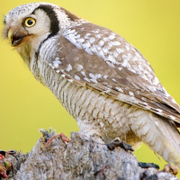 Northern Hawk Owl