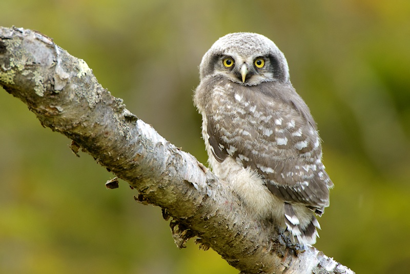 A fledgling Northern Hawk Owl looks back over its shoulder at us by Julius Kramer