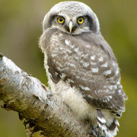 Northern Hawk Owl