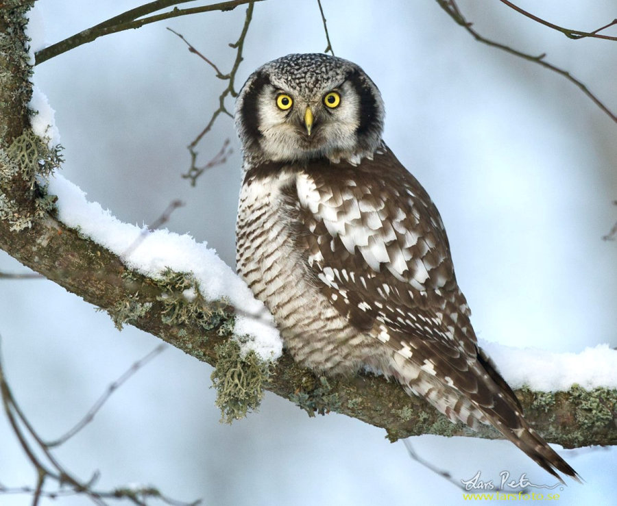 Northern Hawk Owl stares intently from a snow covered branch by Lars Petersson