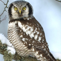 Northern Hawk Owl