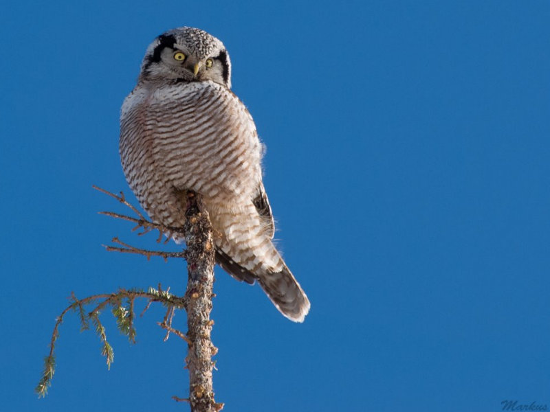 Northern Hawk Owl perched high on top of a sapling by Markus Clement