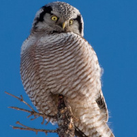 Northern Hawk Owl