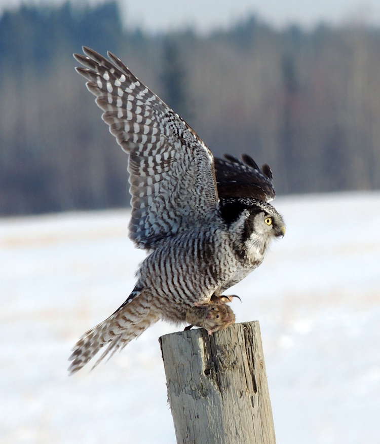 Northern Hawk Owl with wings spread on a post with captured prey by Michael Butler