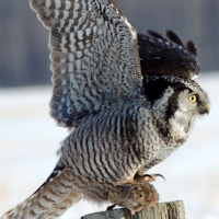 Northern Hawk Owl