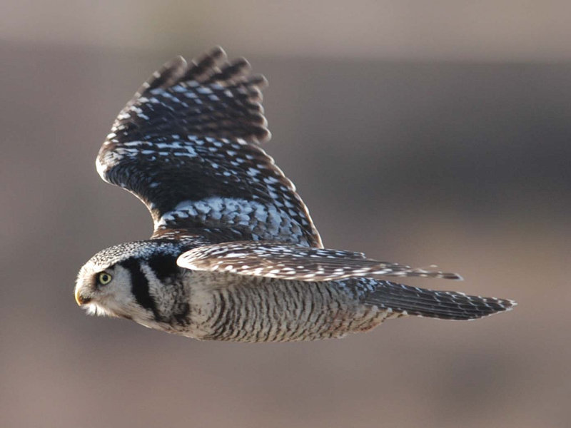 Profile view of a Northern Hawk Owl in flight by Philip Hansbro