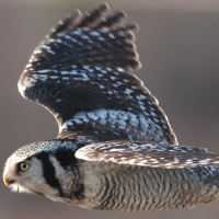 Northern Hawk Owl