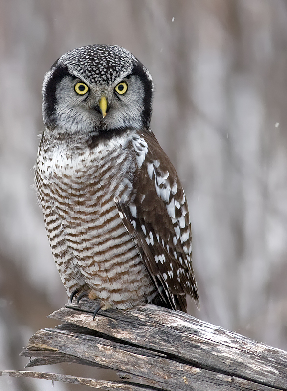 A portrait of a Northern Hawk Owl on a log by Rachel Bilodeau
