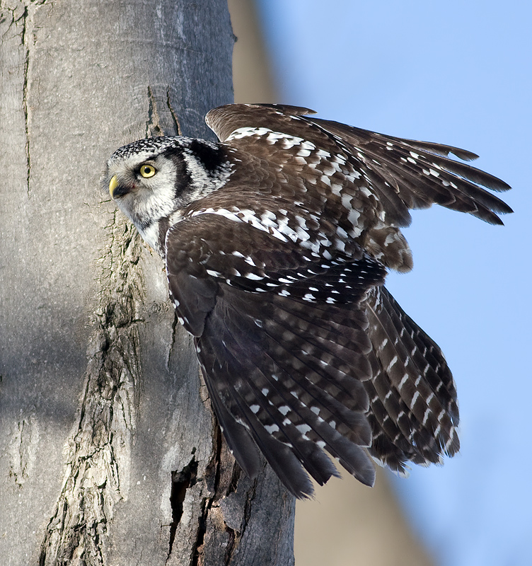 Northern Hawk Owl with wings spread on the side of a tree by Rachel Bilodeau