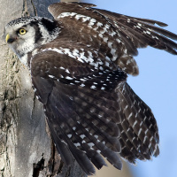 Northern Hawk Owl