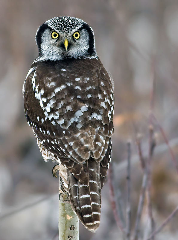 Northern Hawk Owl perched looking back at us by Rachel Bilodeau