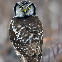 Northern Hawk Owl