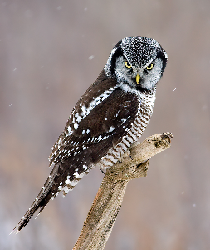 Northern Hawk Owl looking down from an old branch by Rachel Bilodeau