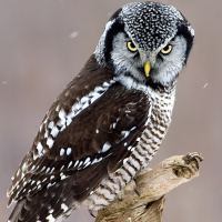 Northern Hawk Owl