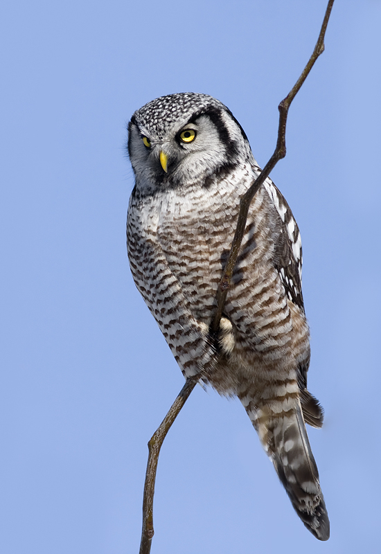 Northern Hawk Owl perched on a twig by Rachel Bilodeau