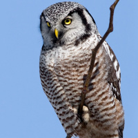 Northern Hawk Owl