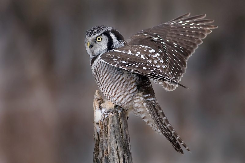 Side view of a Northern Hawk Owl on a stump with wings spread by Rachel Bilodeau