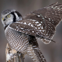 Northern Hawk Owl