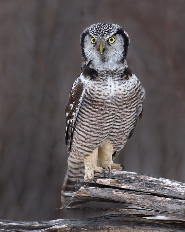 Northern Hawk Owl standing on a fallen tree by Rachel Bilodeau