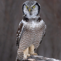 Northern Hawk Owl