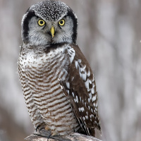 Northern Hawk Owl