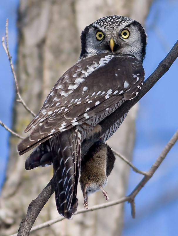 Northern Hawk Owl looks back with prey in its talons by Rachel Bilodeau
