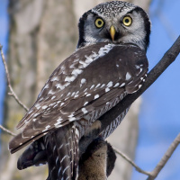 Northern Hawk Owl