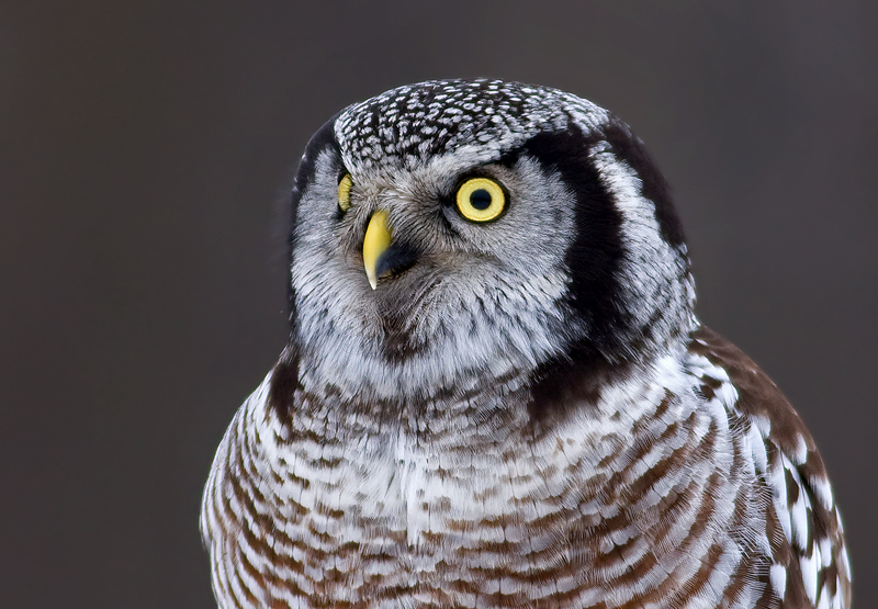 Close up portrait of a Northern Hawk Owl head and chest by Rachel Bilodeau