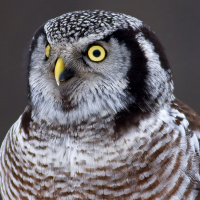 Northern Hawk Owl