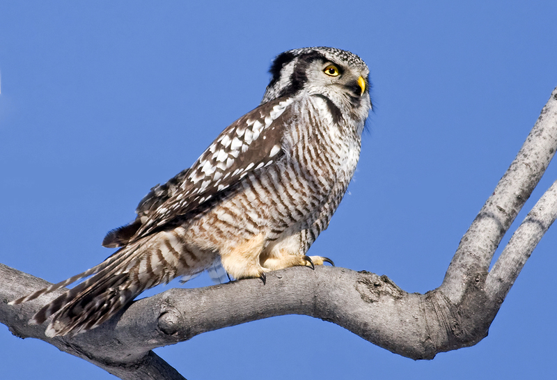 Side view of a Northern Hawk Owl standing on a branch by Rachel Bilodeau