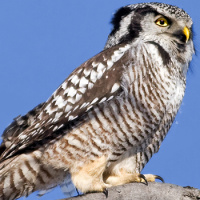 Northern Hawk Owl