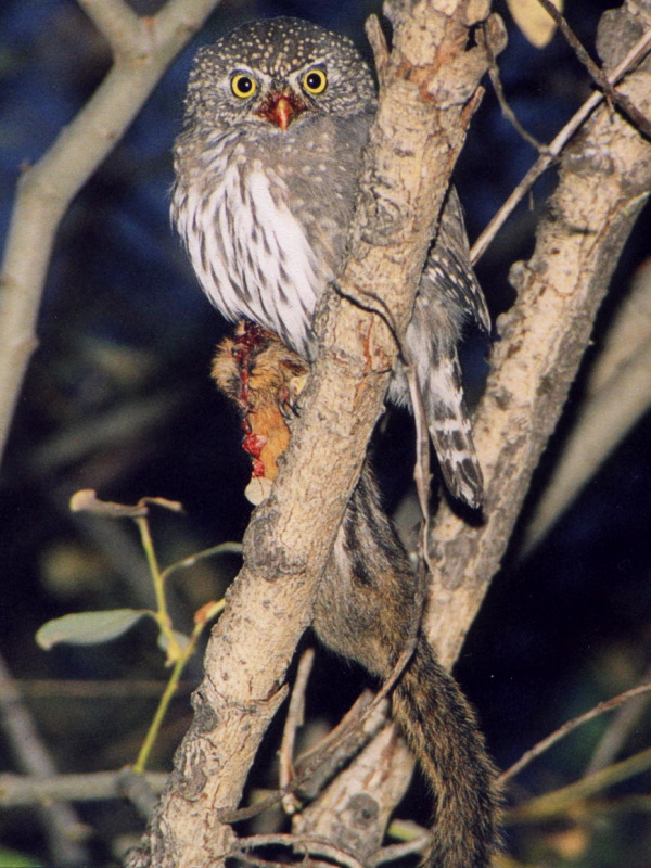 Northern Pygmy Owl about to devour a chipmunk  by Dan Metz