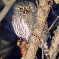 Northern Pygmy Owl