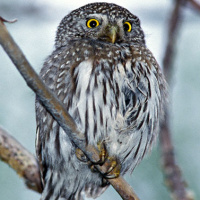 Northern Pygmy Owl