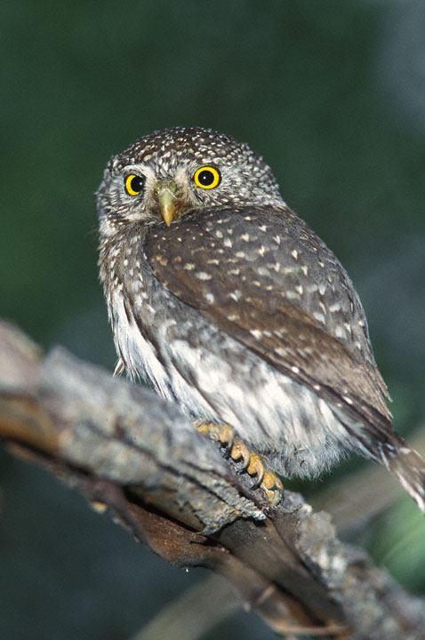 Side view of a Northern Pygmy Owl on a branch by Greg Lasley