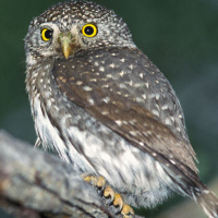 Northern Pygmy Owl